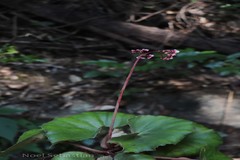 Begonia floccifera